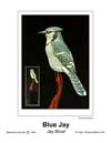 Blue Jay T.jpg (2141 bytes)