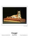 Cougar T.jpg (1990 bytes)