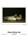 Green Wing Teal T.jpg (1957 bytes)