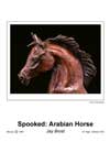 Spooked Arabian Horse Head T.jpg (2456 bytes)